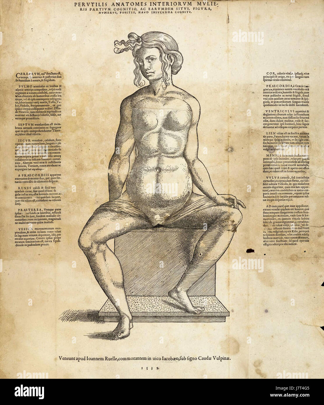 Il "Foglio anatomico 04" è probabilmente un'illustrazione educativa o scientifica dell'anatomia umana, concentrandosi su un particolare aspetto del corpo per scopi medici o accademici. Foto Stock