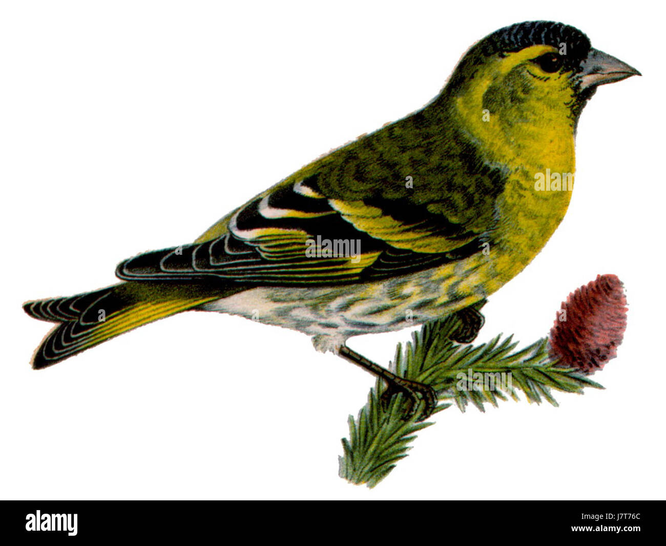 Carduelis spinus, comunemente noto come sipelle eurasiatica, è una piccola specie di finch originaria dell'Europa e dell'Asia. È caratterizzato dal piumaggio verde e giallo e si trova spesso nelle foreste di conifere durante la stagione riproduttiva. Foto Stock