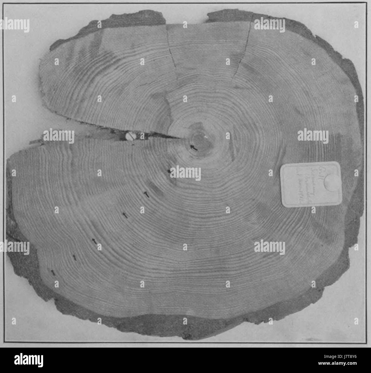 Cicli climatici e crescita di albero piastra 8B Foto Stock