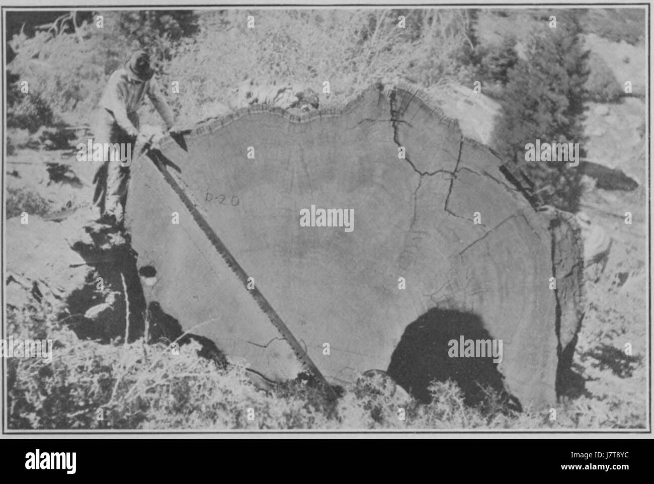 Questa targhetta tratta da "cicli climatici e crescita degli alberi" illustra il rapporto tra le variazioni climatiche e la crescita degli alberi, sottolineando come i fattori ambientali influenzino gli ecosistemi forestali nel tempo. Foto Stock