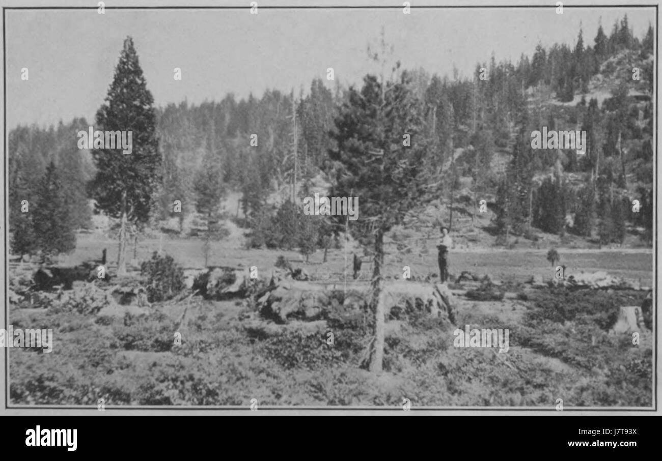 "Cicli climatici e crescita degli alberi piastra 5B" si riferisce a una rappresentazione visiva di come i cicli climatici influenzano i modelli di crescita degli alberi, probabilmente parte di uno studio scientifico sull'impatto ambientale sulle foreste. Foto Stock