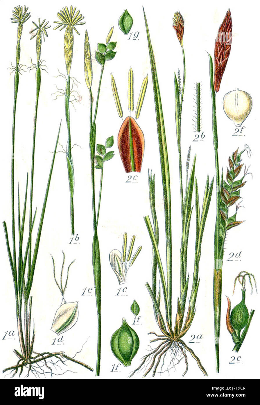 Carex spp Sturm43 Foto Stock