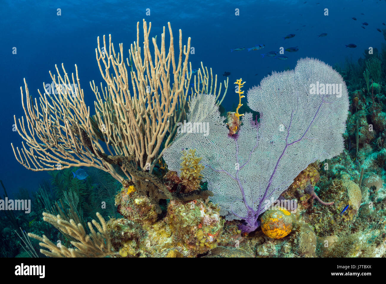 Una scogliera corallina caraibica, Jardines de la Reina, Cuba Foto Stock