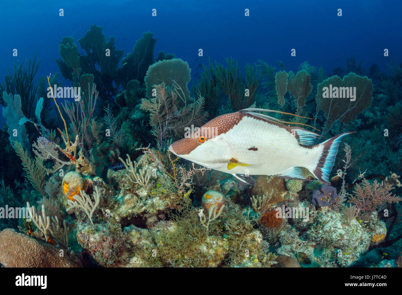 Hogfish in Coral Reef, Lachnolaimus maximus, Jardines de la Reina, Cuba Foto Stock