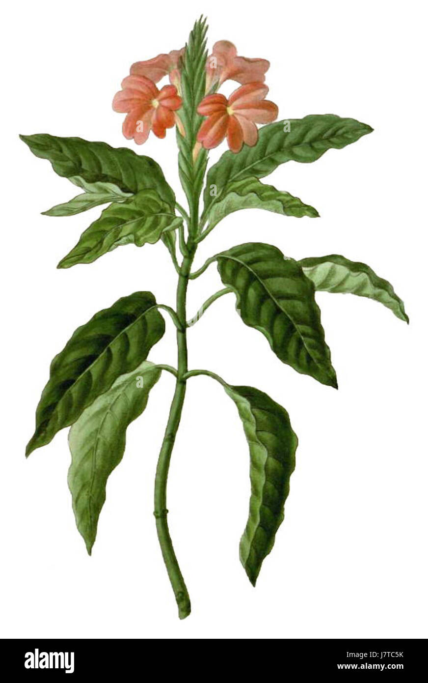 Crossandra infundibuliformis (come C. undulaefolia) (Paradisus Londinensis 12) Foto Stock