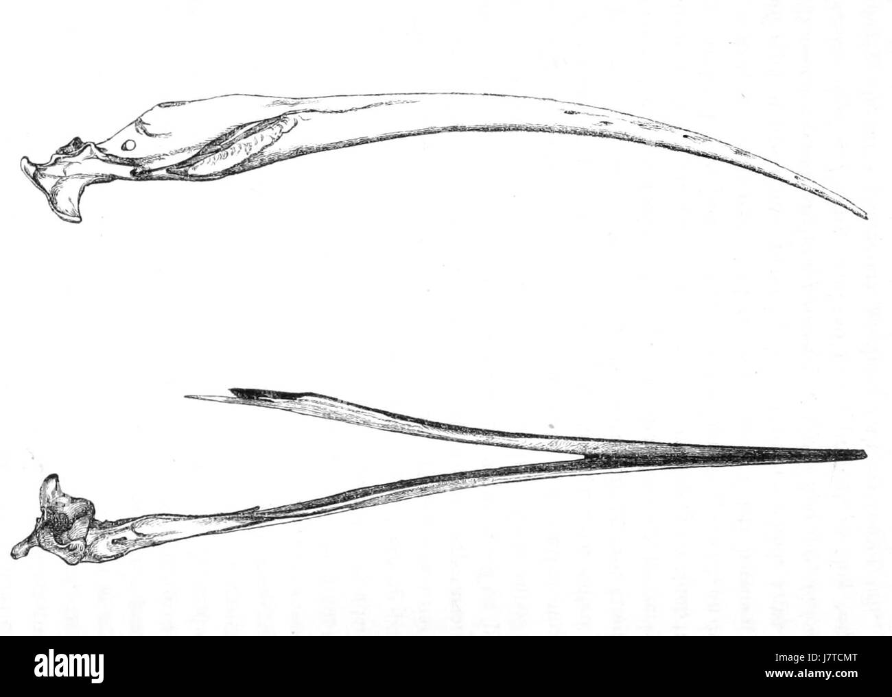 Aphanapteryx bonasia mandibola 1869 Foto Stock