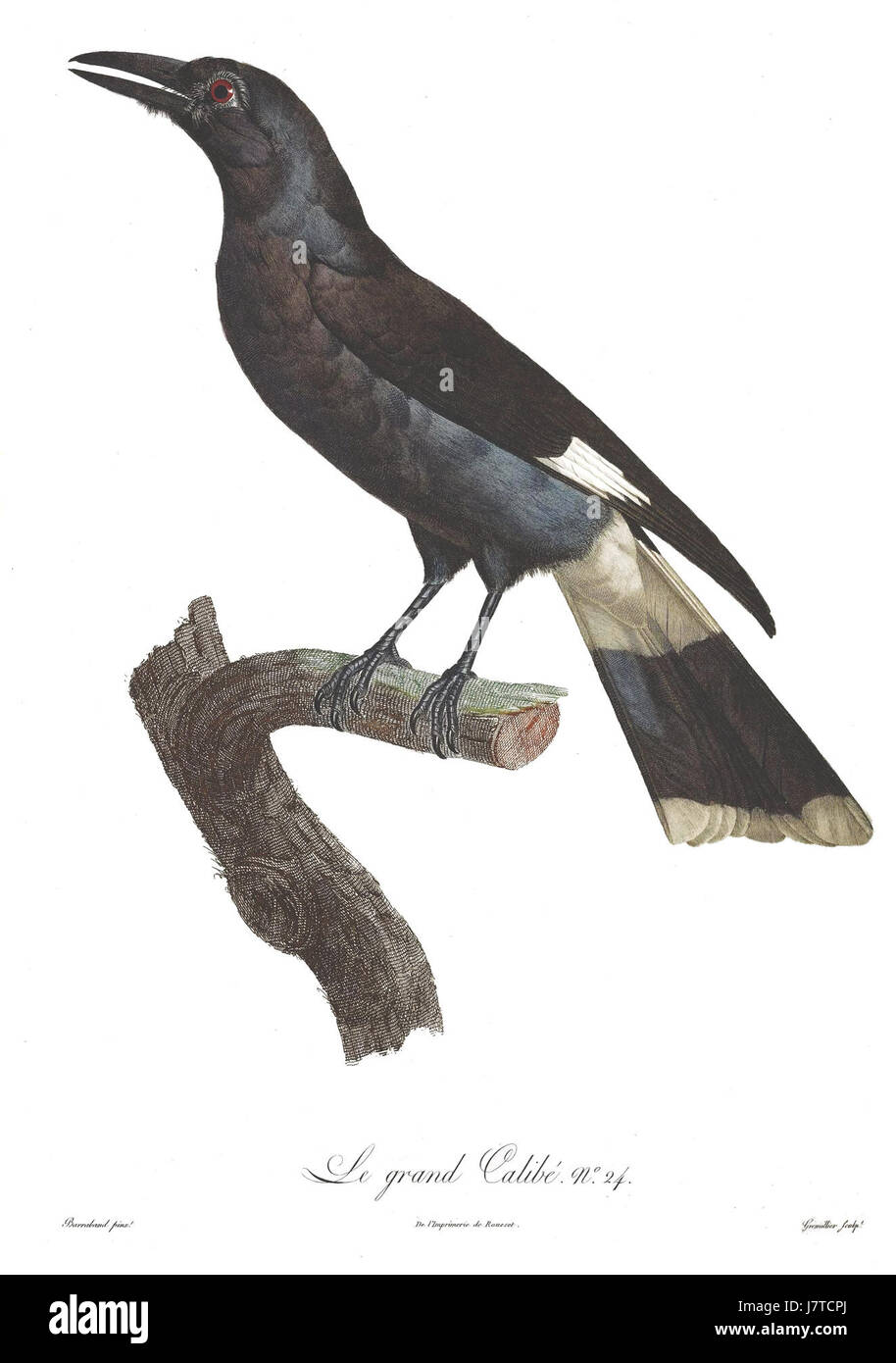 Gli uccelli del paradiso rulli piastra 24 Barraband Foto Stock