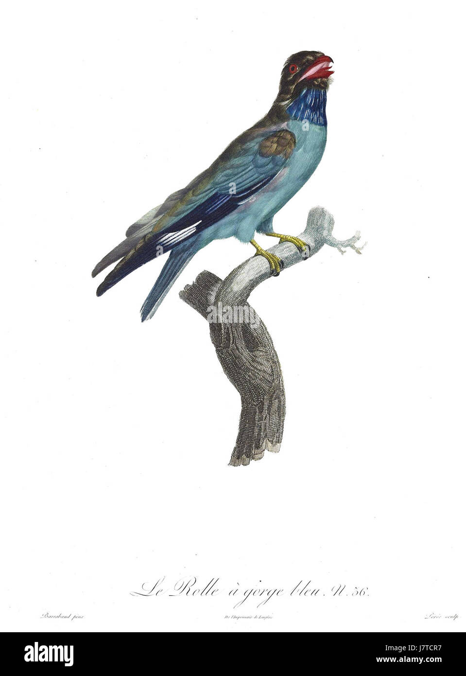 Gli uccelli del paradiso rulli piastra 36 Barraband Foto Stock