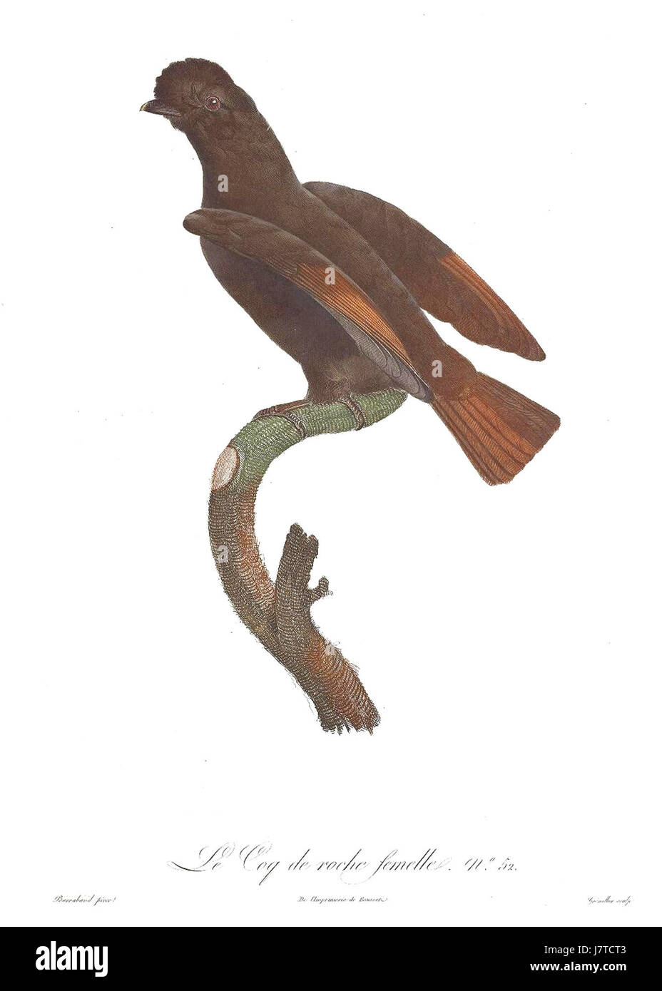 Piatto 53 da "Histoire Naturelle des Oiseaux de Paradis et des Rolliers" di Jacques Barraband, che illustra uccelli esotici con dettagli intricati. Foto Stock