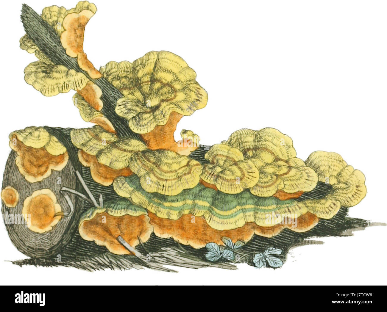 1797 09 03 Stereum hirsutum piastra da James Sowerby Foto Stock