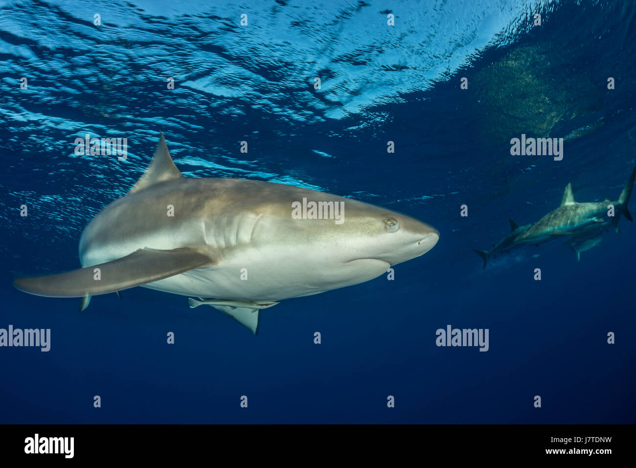 Caribbean Reef Shark Carcharhinus perezii, Jardines de la Reina, Cuba Foto Stock