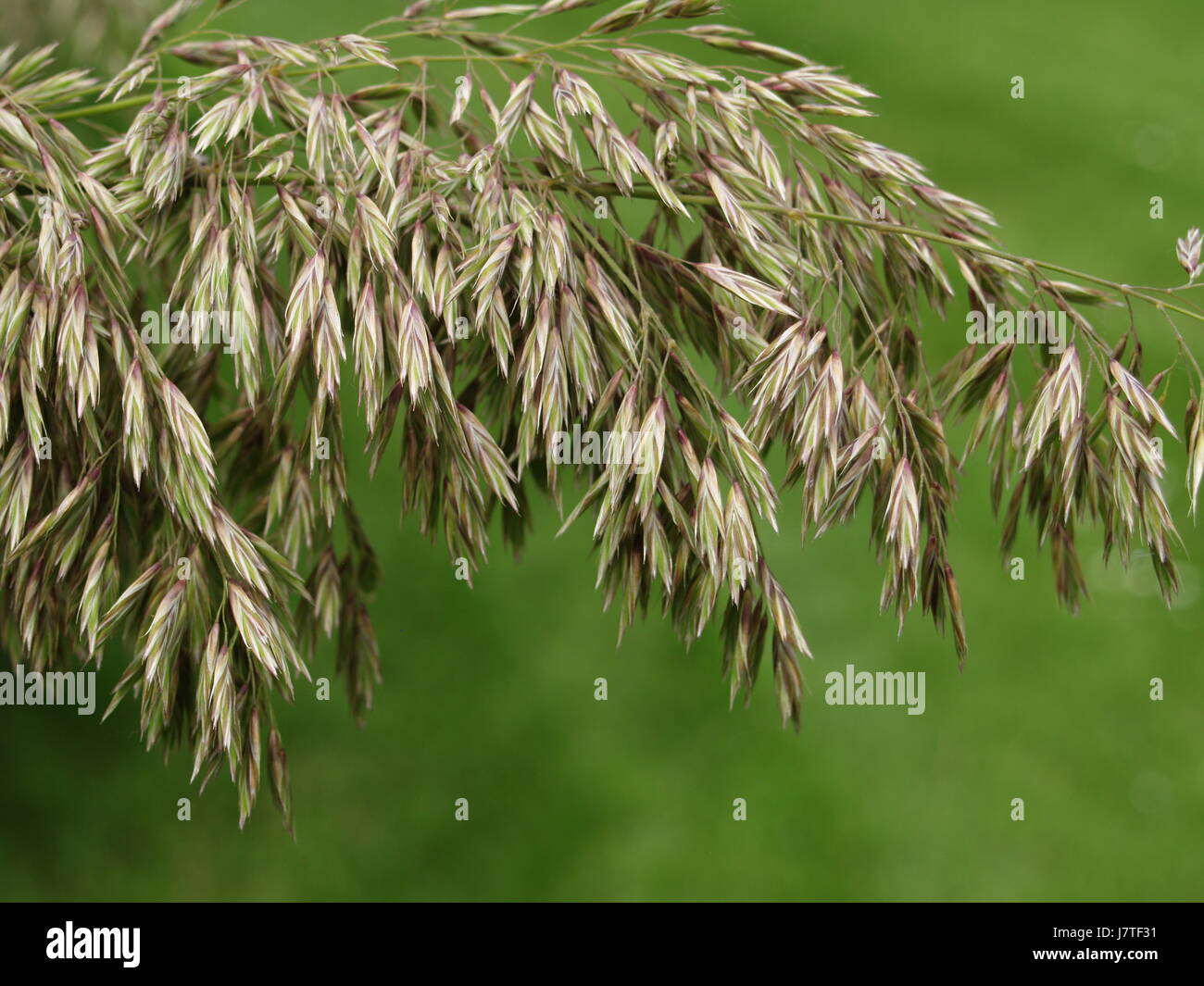 La fotografia naturalistica Foto Stock