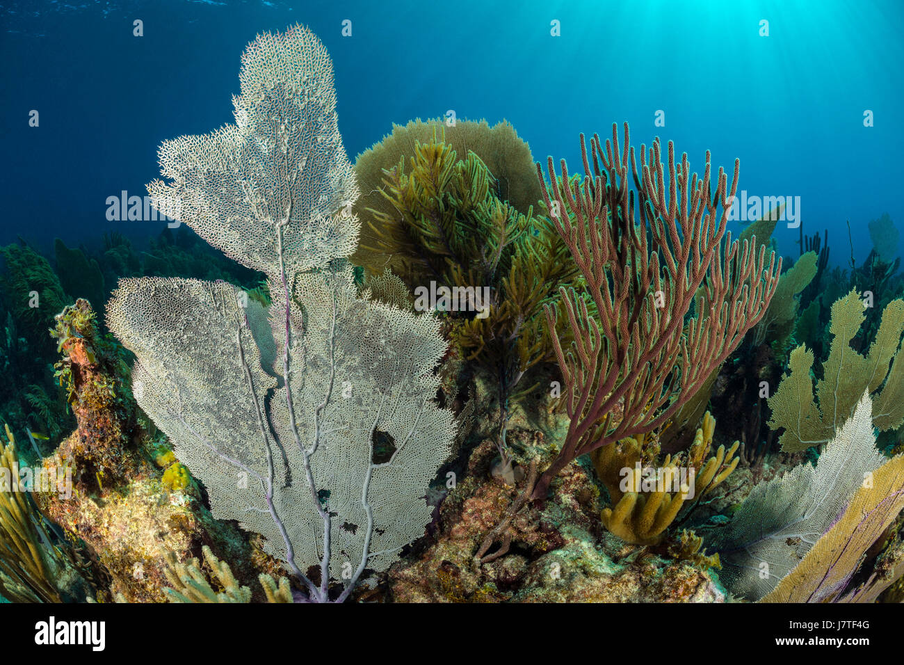 Una scogliera corallina caraibica, Jardines de la Reina, Cuba Foto Stock
