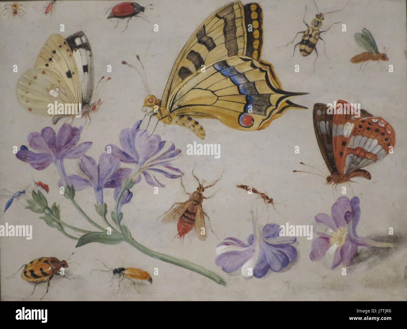 "Farfalle, altri insetti e fiori" è un dipinto del 1659 di Jan van Kessel, conservato presso l'High Museum of Art Mostra gli studi botanici ed entomologici dell'artista attraverso dettagliate raffigurazioni naturali. Foto Stock