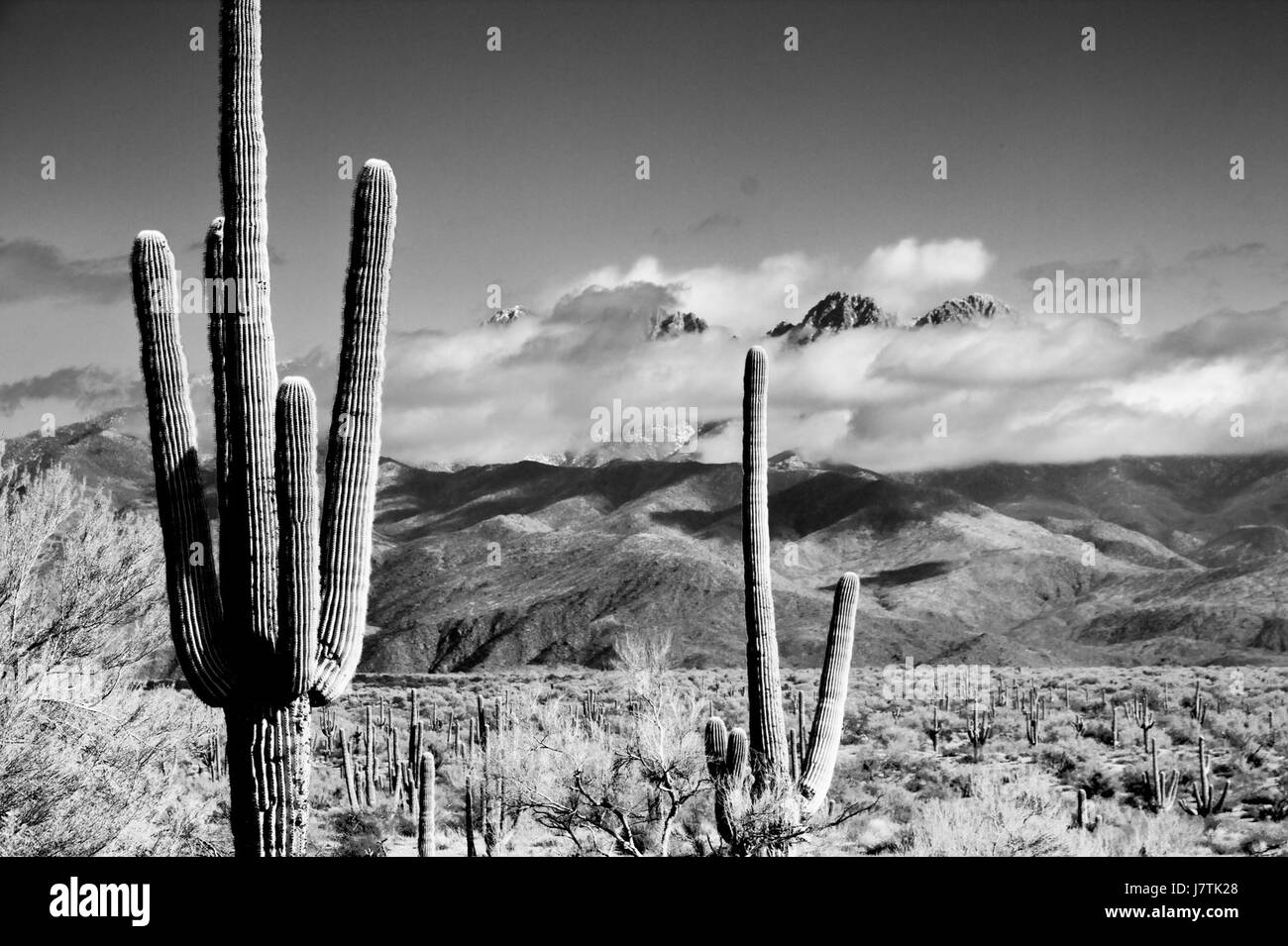 2009 365 357 soffiato fuori nel deserto (4209441149) Foto Stock