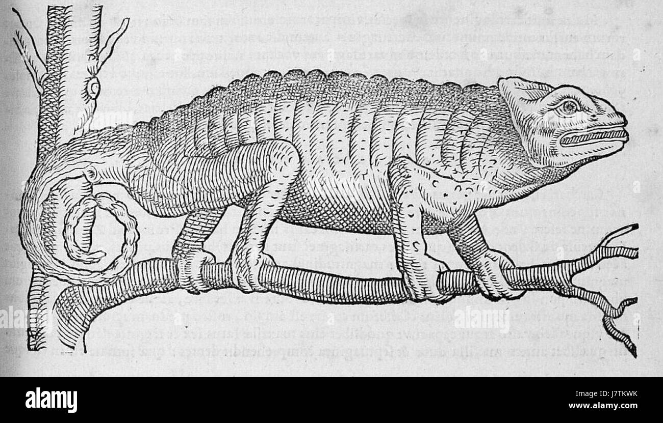 "CamÃ©lÃ©on du De aquatilibus libri duo" è un testo storico sulle creature acquatiche, che si concentra in particolare sui camaleonti e sul loro rapporto con la vita acquatica. Questo lavoro presenta le prime osservazioni della natura e del comportamento animale. Foto Stock