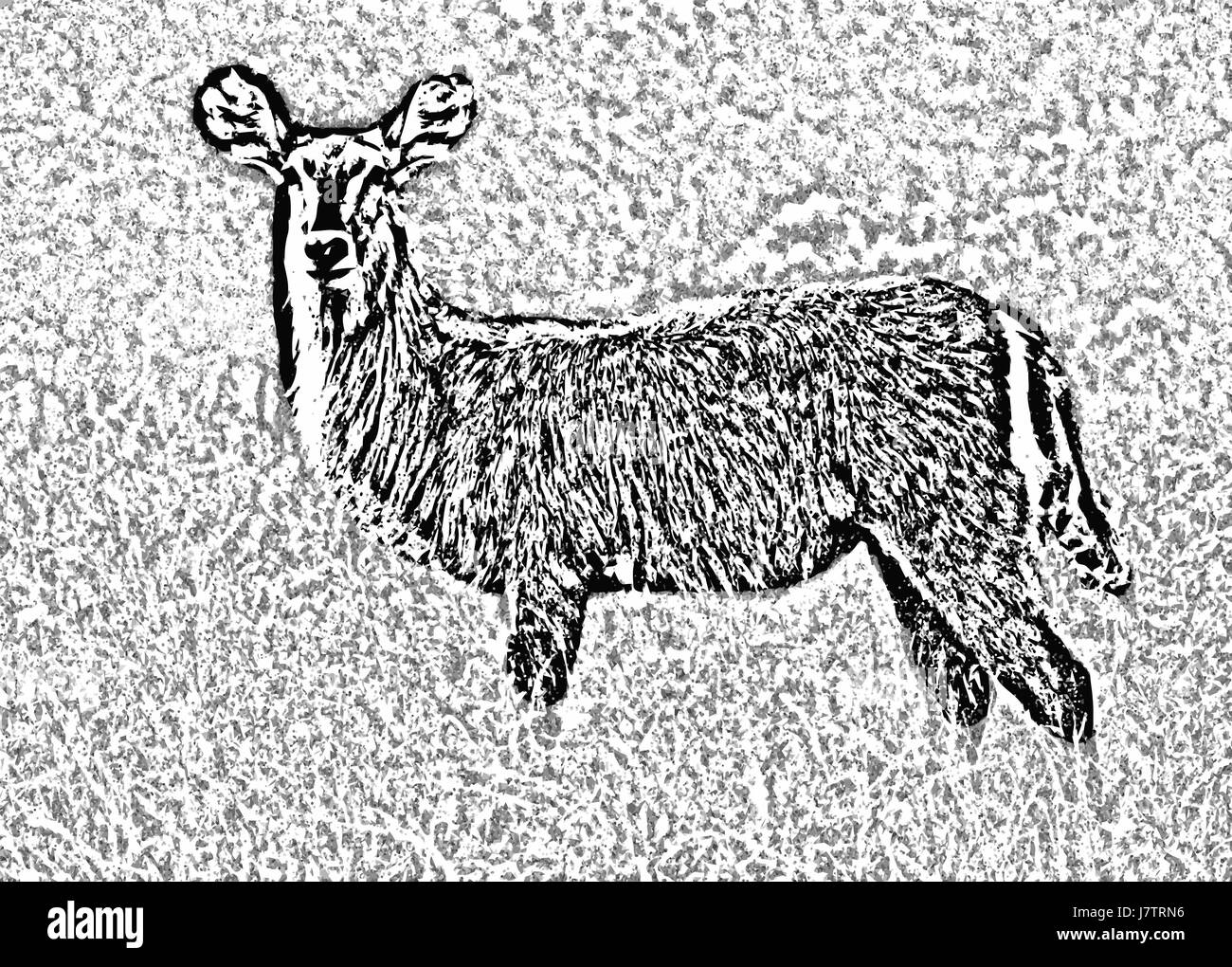 Animale selvaggio erbivoro buck etch orecchie animali isolati Africa selvaggia pittura buck Foto Stock