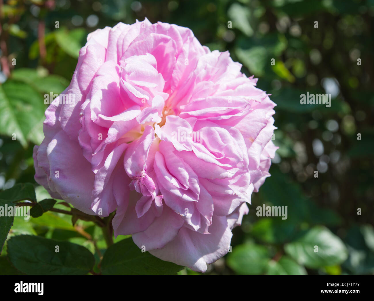 James Galway Rose, David Austin Foto Stock