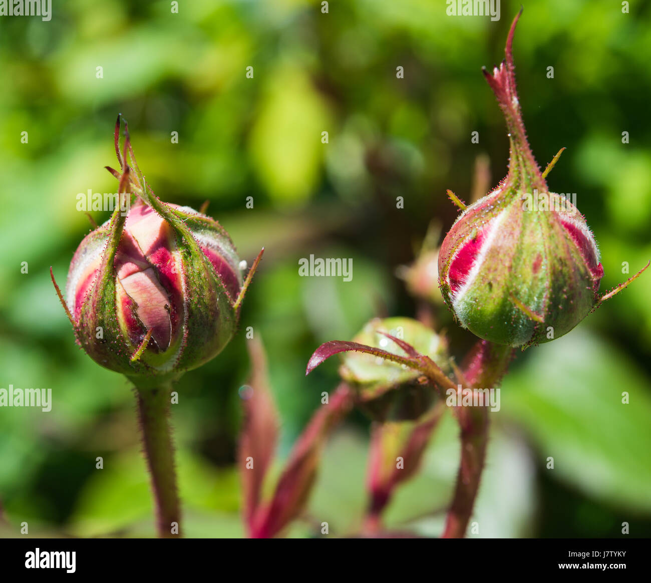 Royal Giubileo boccioli di rosa, David Austin Foto Stock
