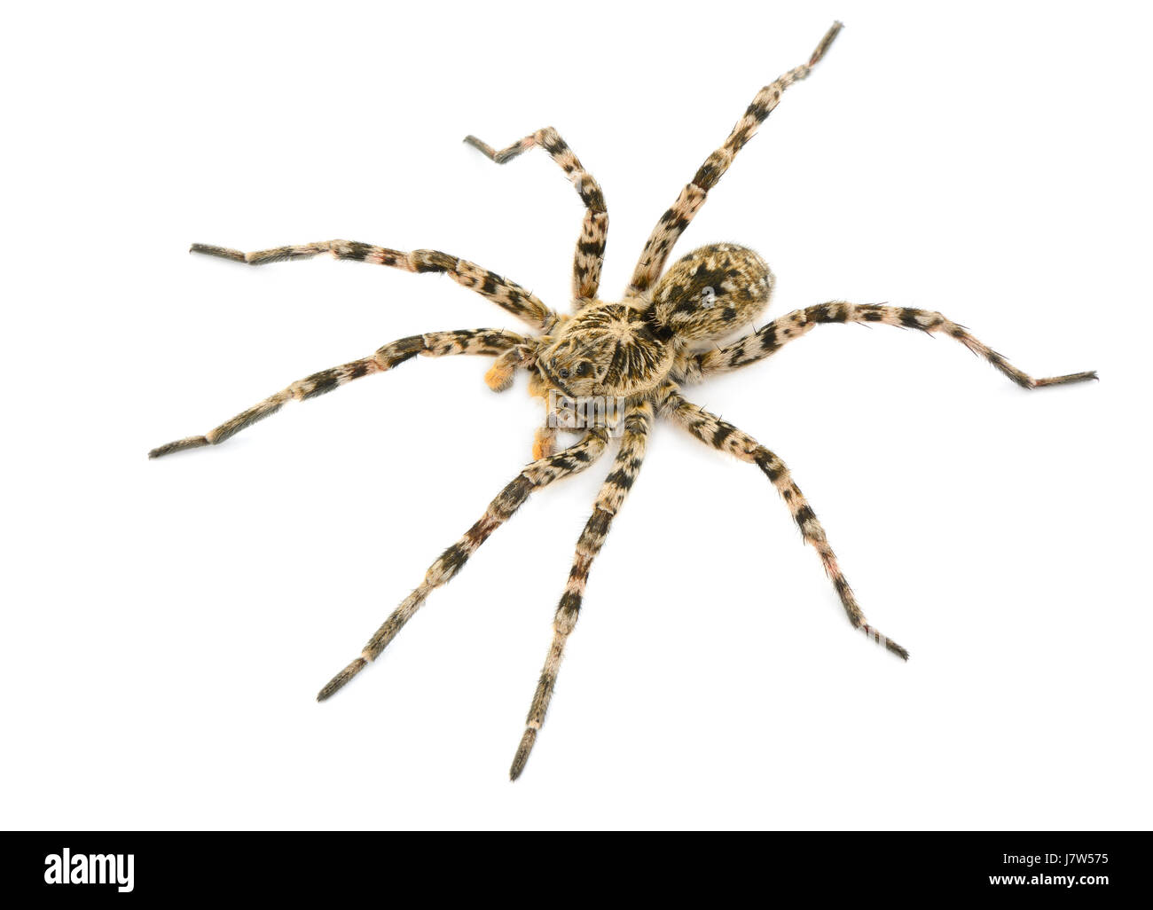 Tarantulas spider isolati su sfondo bianco Foto Stock