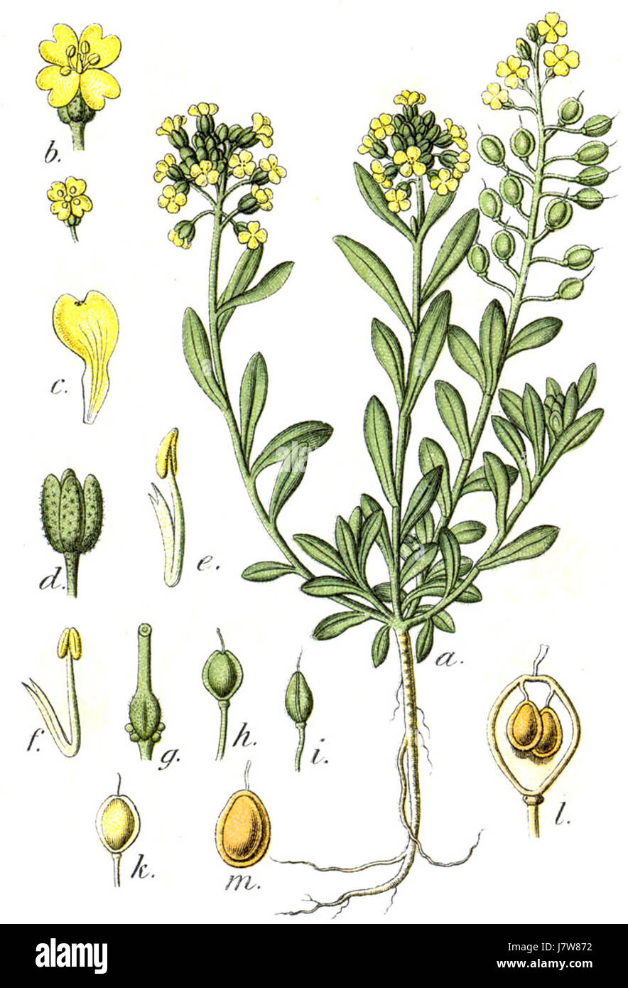 Una specie vegetale, Alyssum montanum, comunemente nota come alesmo di montagna, descritta nel lavoro di Sturm, un botanico, noto per i suoi fiori gialli e nativo degli habitat rocciosi alpini. Foto Stock