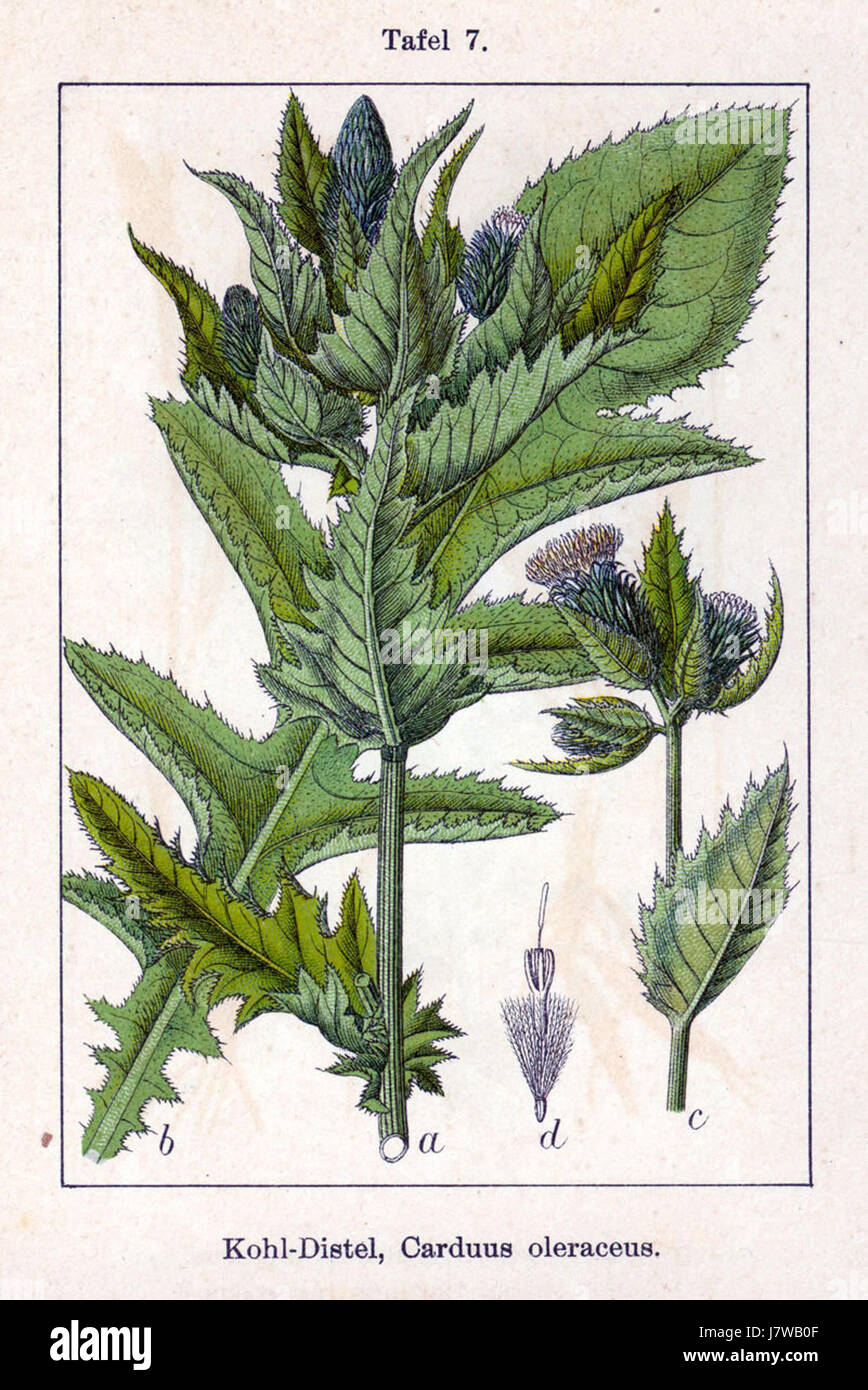 Cirsium oleraceum Sturm07 Foto Stock