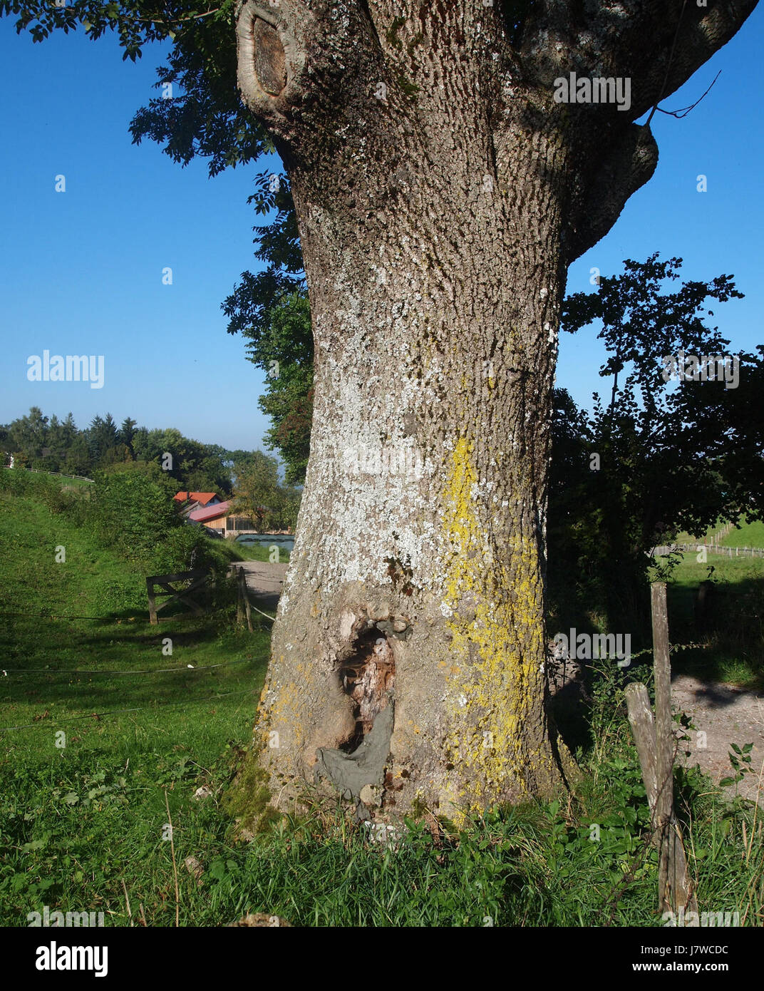 Il "12 Apostel Baum" (albero dei dodici Apostoli) è un albero notevole, probabilmente situato in un contesto religioso o storico. Può rappresentare un simbolo di fede, con ogni albero o ramo che simboleggia uno degli apostoli. Foto Stock