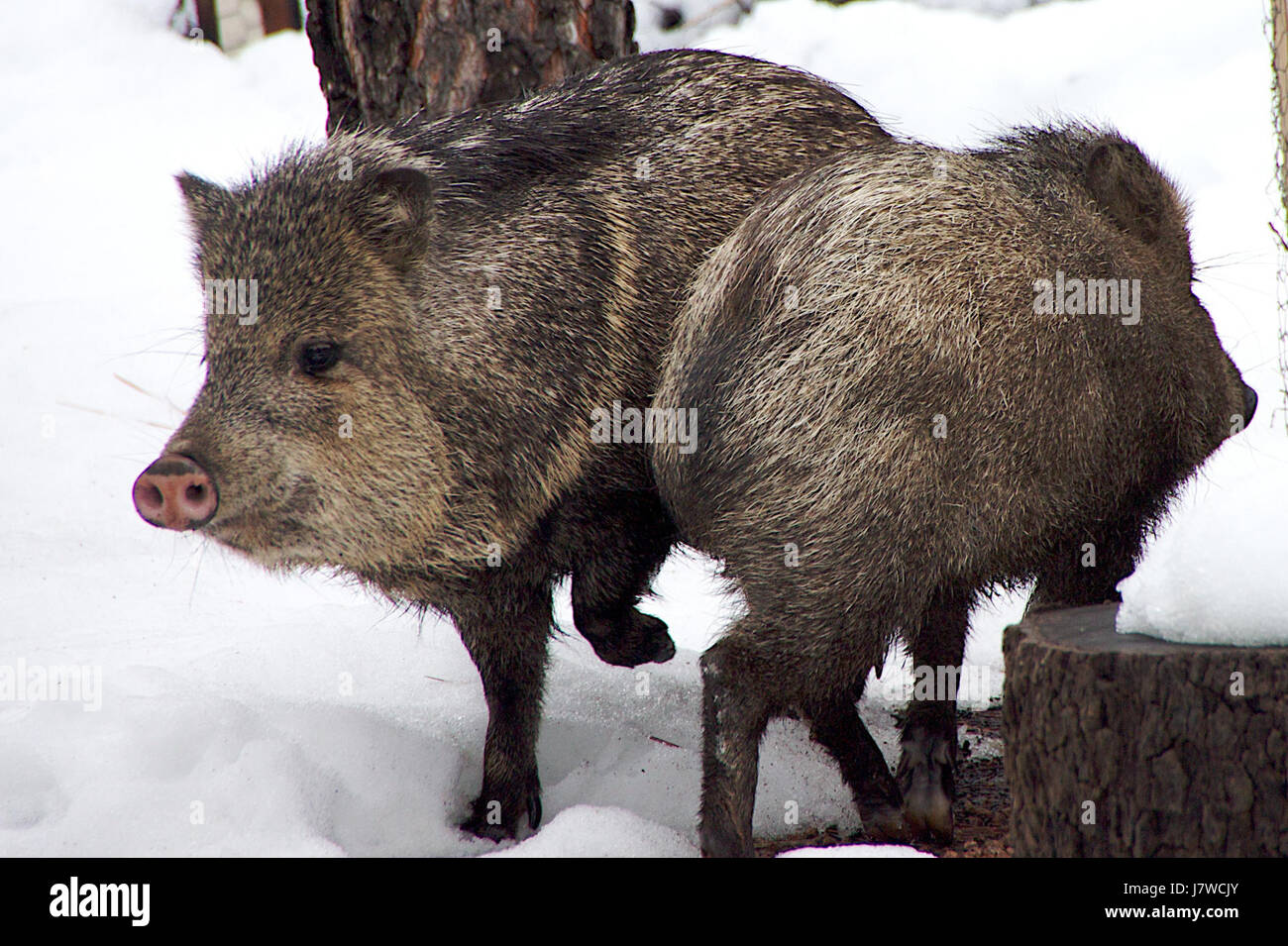 I maiali! Maiali! Maiali!" l'evento è una rappresentazione creativa o artistica che ha avuto luogo nel 2010. Questo progetto può includere elementi tematici intorno agli animali o alla vita rurale, esplorando l'interazione uomo-animale o gli ambienti rurali. Foto Stock