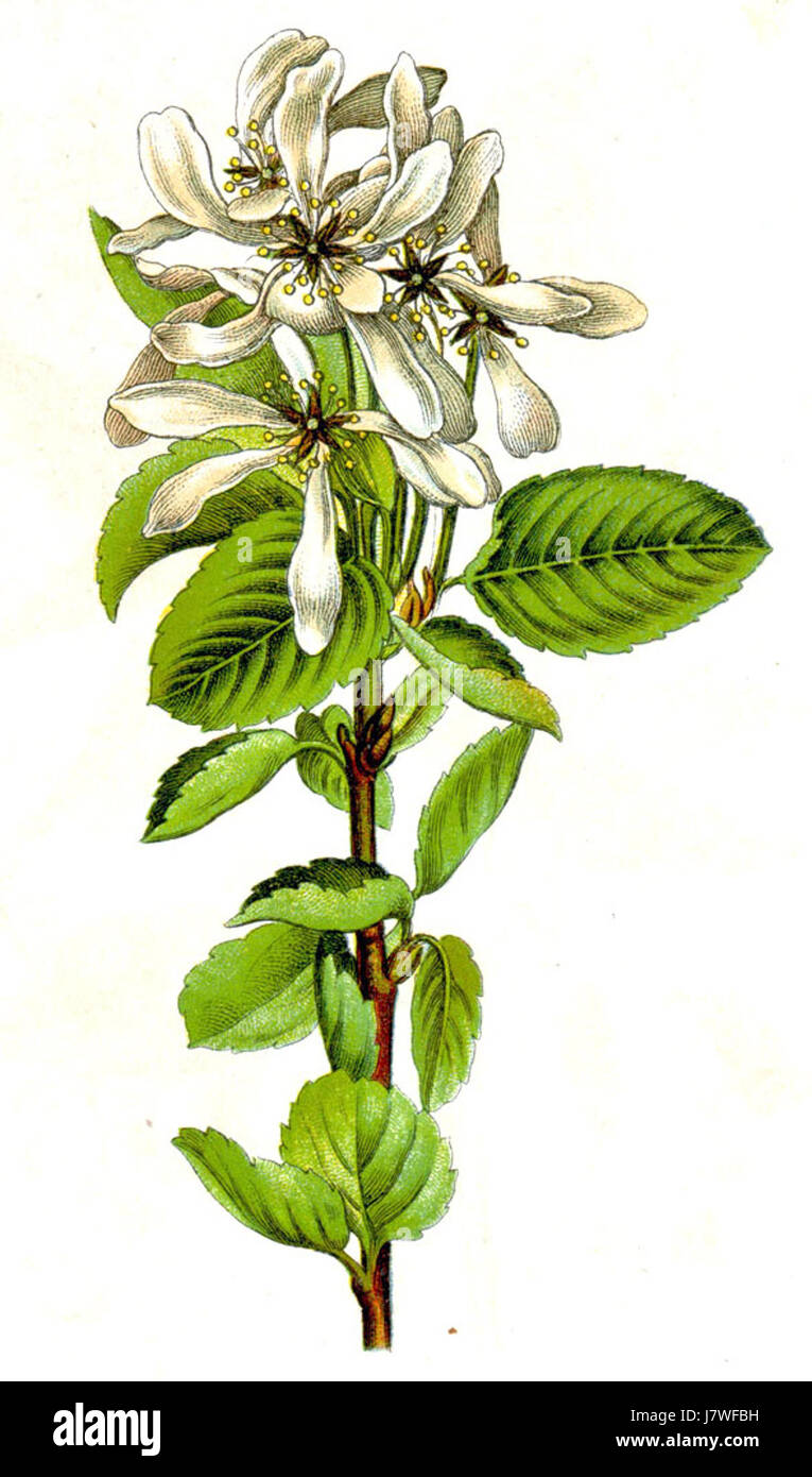 L'Amelanchier vulgaris, comunemente noto come Serviceberry, è una specie di arbusti decidui originaria del Nord America. È riconosciuto per le sue bacche commestibili e il valore ornamentale, comunemente presenti nelle aree boschive. Foto Stock