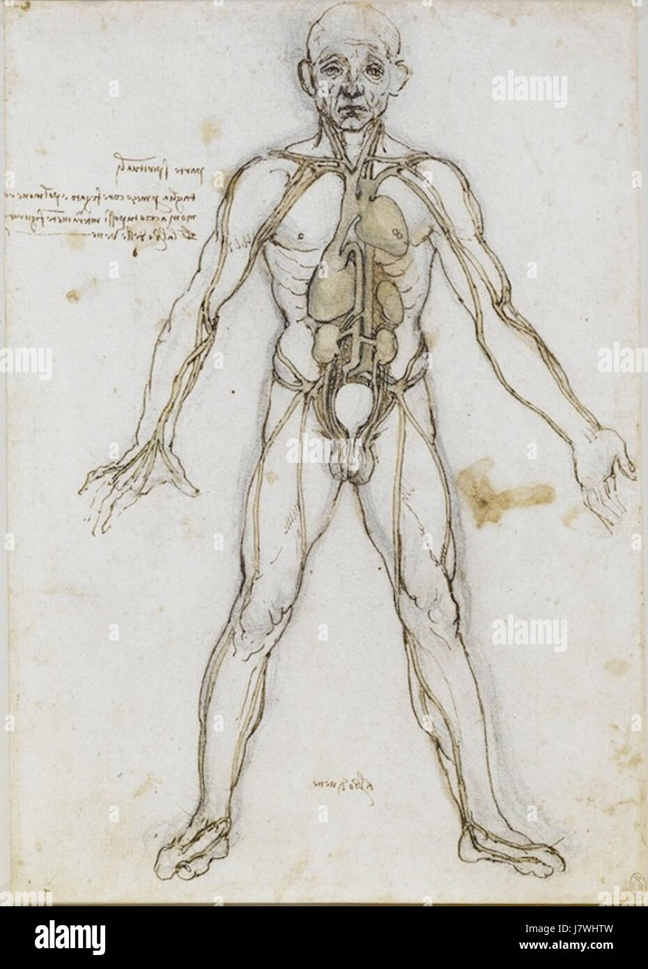 Maschio anatomiche figura che mostra il cuore, i polmoni e arterie principali Foto Stock