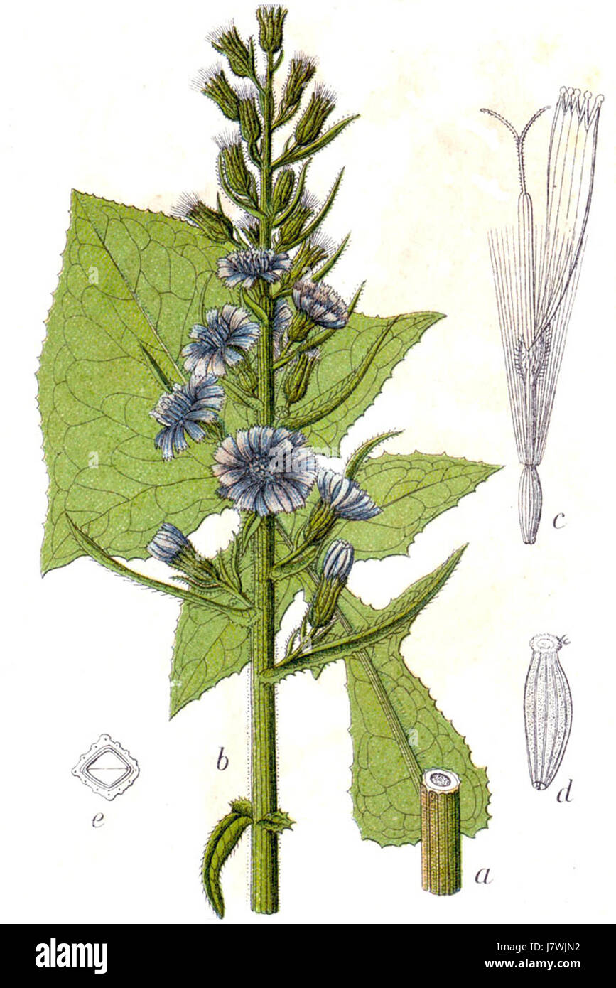 La Cicerbita alpina, comunemente nota come campanello alpino, è una specie di pianta fiorita originaria delle regioni alpine, nota per i suoi suggestivi fiori blu. Foto Stock