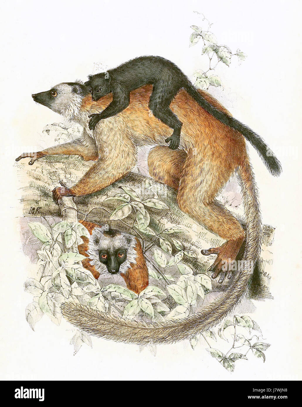 Il lemure nero, una specie originaria del Madagascar, è noto per il suo aspetto sorprendente, con pelliccia nera e occhi vividi ed espressivi. Questa illustrazione del 1868 fornisce una prima rappresentazione della specie, evidenziandone le caratteristiche distinte. Foto Stock