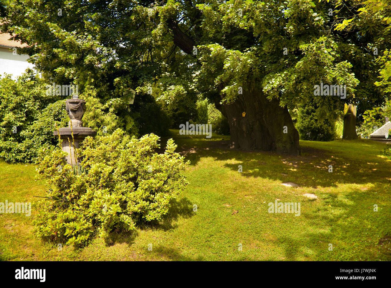 Millenaria collm linde Foto Stock