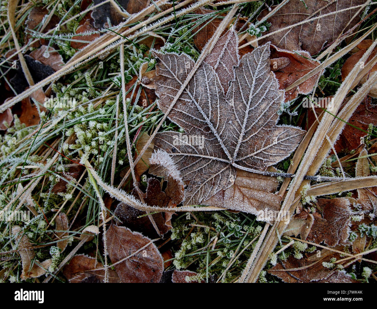 Questa fotografia cattura le foglie ghiacciate, mostrando la bellezza naturale dell'inverno. L'immagine riflette le trame e i motivi creati dal gelo sulle foglie, evidenziando le trasformazioni stagionali di natureâ. Foto Stock