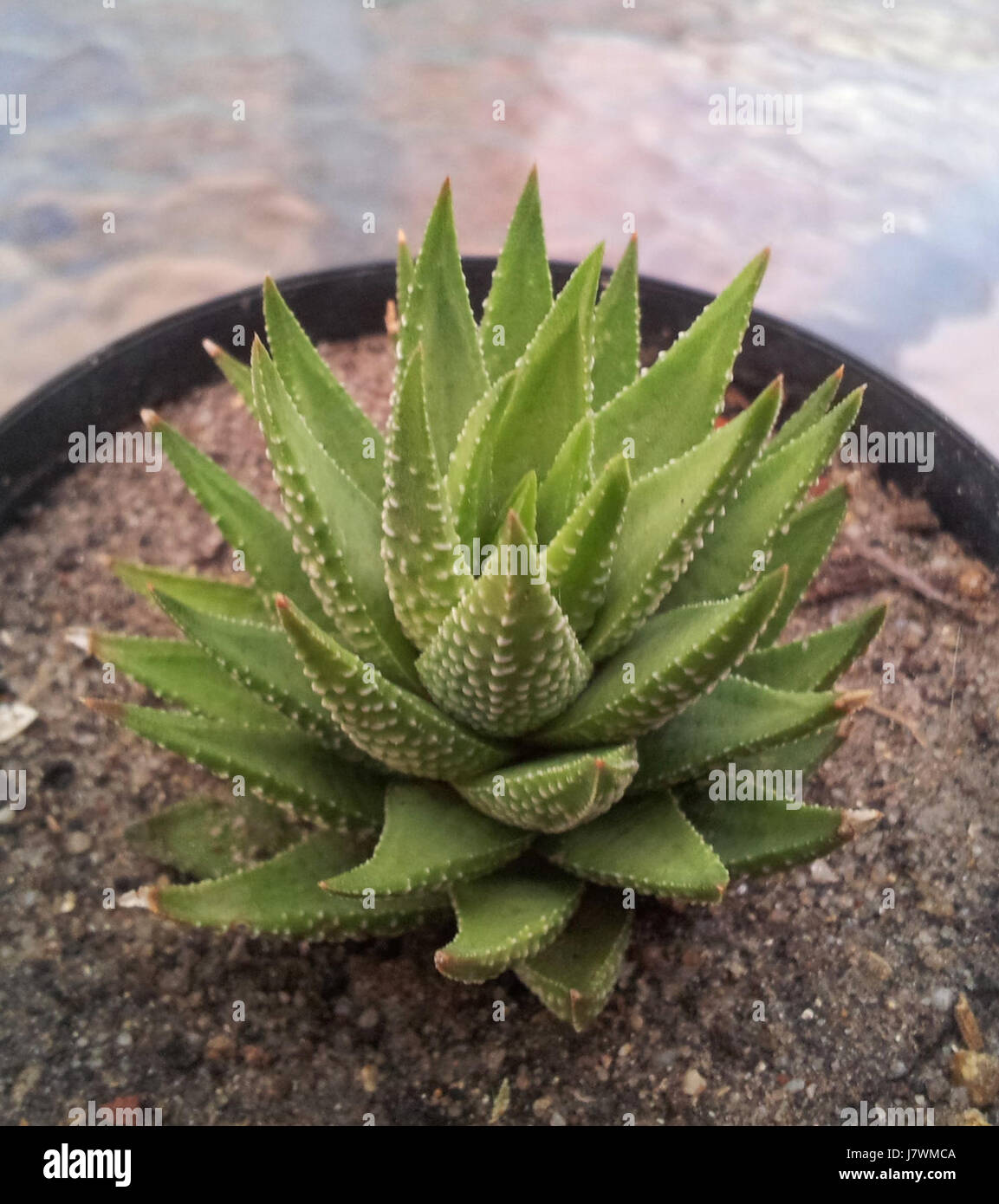 1 "Haworthia" fasciata pianta piccola nella coltivazione CT Foto Stock