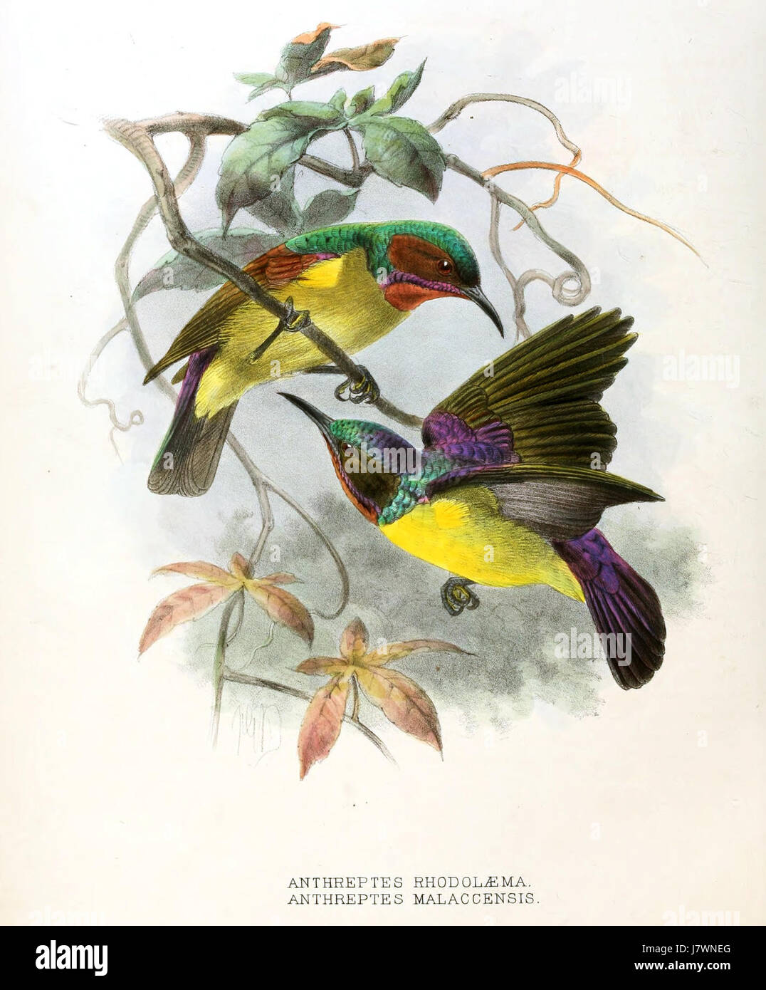 Un'illustrazione di *Anthreptes rhodolaemus*, noto anche come il malachite alata rossa sunbird, e *Anthreptes malacensis*, entrambe specie di uccelli solari, raffigurati da Keulemans. Questi uccelli sono noti per il loro vivace piumaggio e sono nativi di alcune parti dell'Africa. Foto Stock