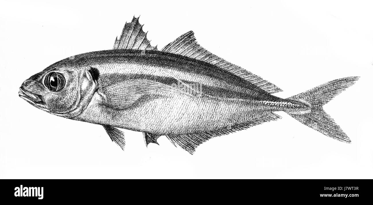 Il Caranx leptolepis, comunemente noto come il jack della punta nera, è una specie di pesci che si trova nelle regioni tropicali e subtropicali. È rinomata per le sue caratteristiche pinne nere e la sua struttura argentata ed essenziale. Questo pesce può crescere fino a 80 cm di lunghezza ed è popolare sia nella pesca commerciale che nella pesca ricreativa. La sua dieta consiste principalmente di pesci e crostacei più piccoli. Foto Stock