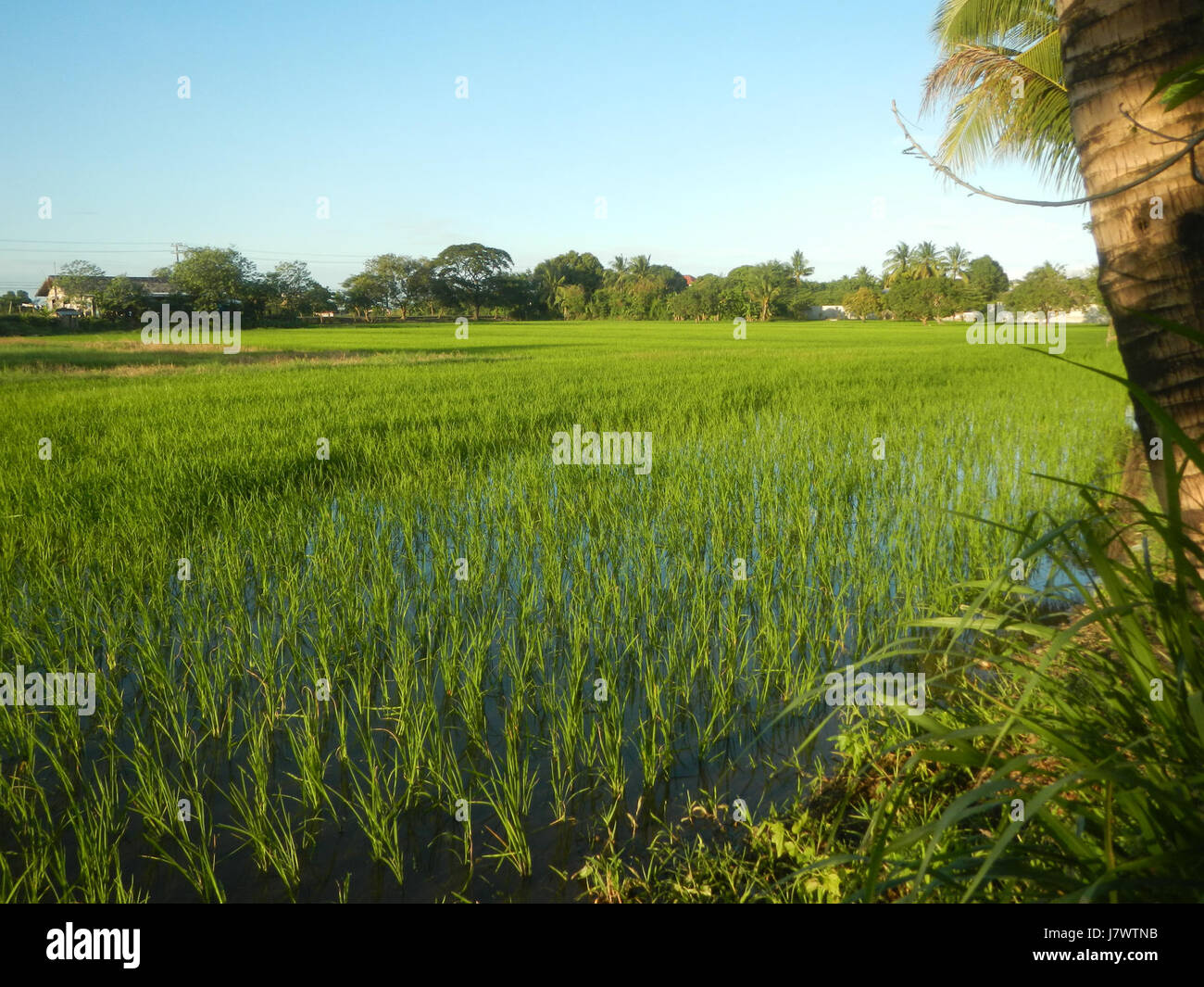 09910 risaie, praterie, alberi, case di irrigazione, Sabang Baliuag, Bulacan ponti stradali 15 Foto Stock