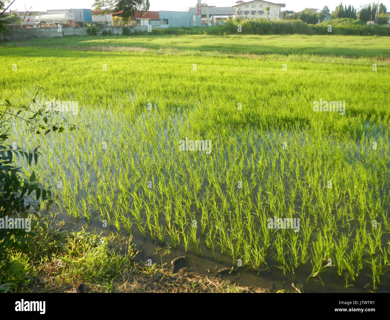 09910 risaie, praterie, alberi, case di irrigazione, Sabang Baliuag, Bulacan ponti stradali 26 Foto Stock