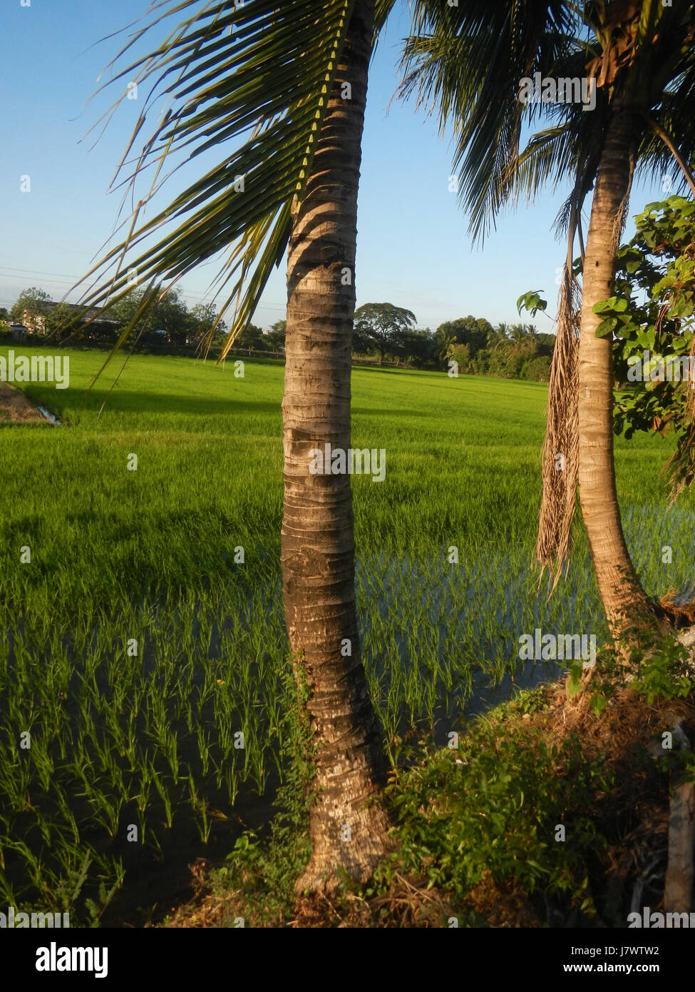09910 risaie, praterie, alberi, case di irrigazione, Sabang Baliuag, Bulacan ponti stradali 37 Foto Stock