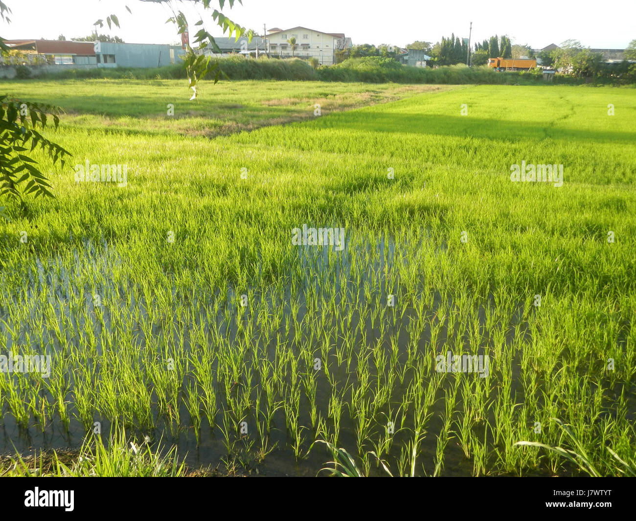 09954 risaie, praterie, alberi, case di irrigazione, Sabang Baliuag, Bulacan ponti stradali 16 Foto Stock