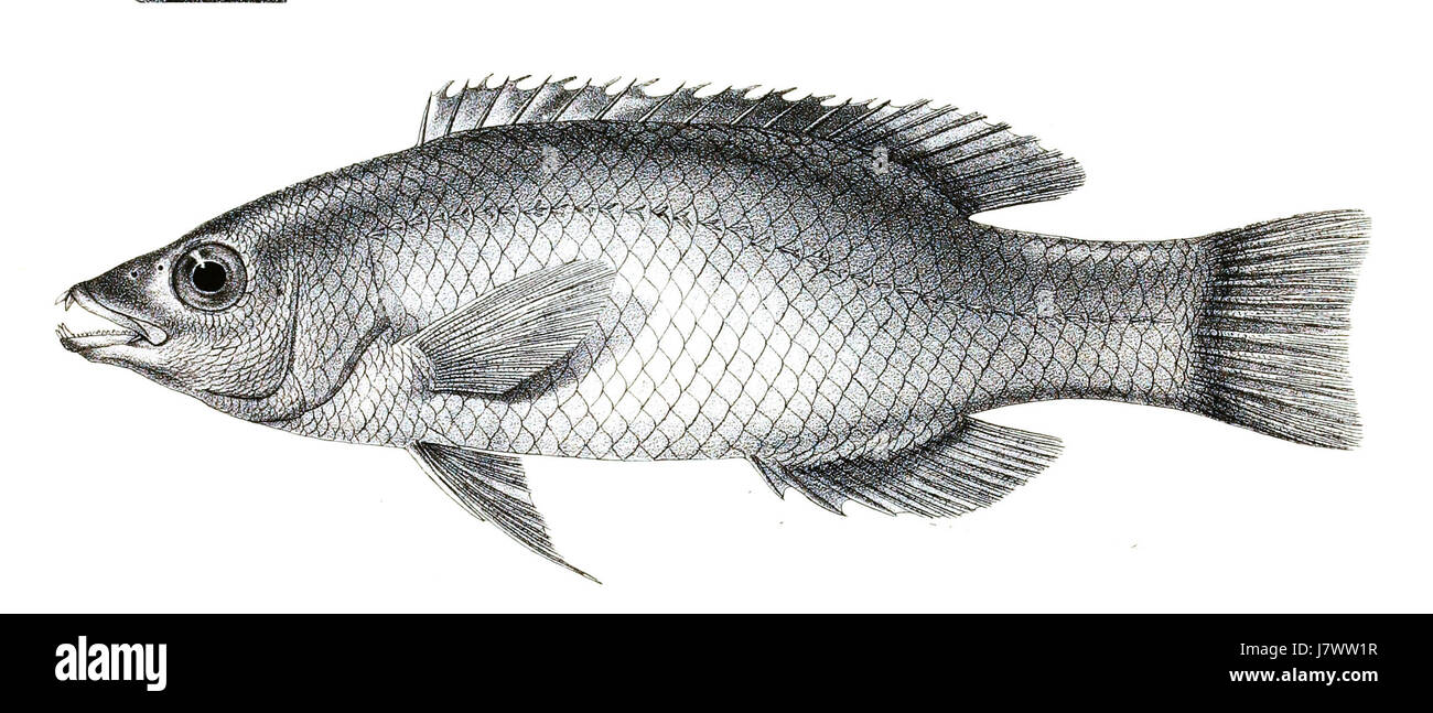 Cossyphus axillaris Ford 82 Foto Stock