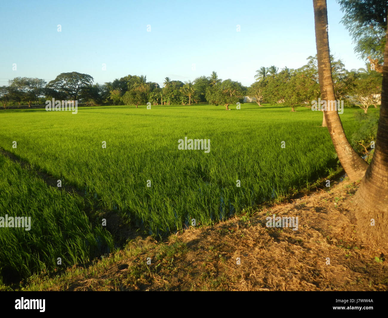 09992 risaie, praterie, alberi, case di irrigazione, Sabang Baliuag, Bulacan ponti stradali 25 Foto Stock