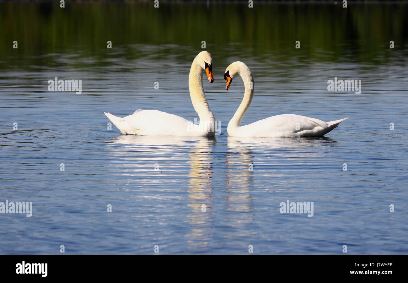 Chiudere animale selvaggio di uccelli eleganza swans swan uccelli distanza piccola piccola Foto Stock