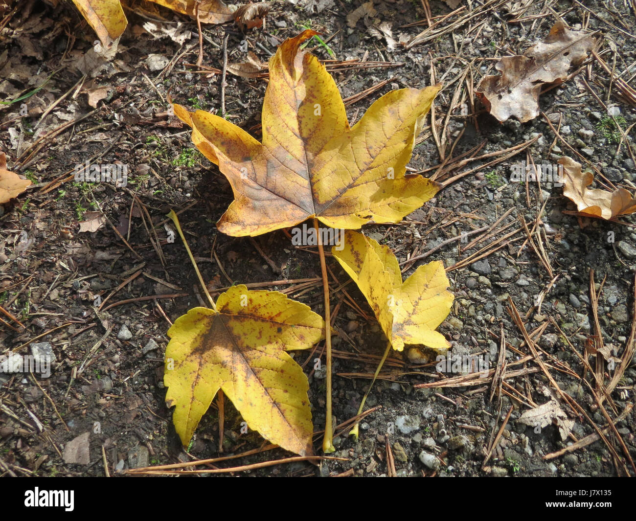 Acer pseudoplatanus, comunemente noto come acero sicomoro, è un grande albero deciduo originario dell'Europa. Conosciuta per le sue ampie foglie e la corteccia caratteristica, si trova comunemente nei parchi urbani e nelle foreste. Foto Stock