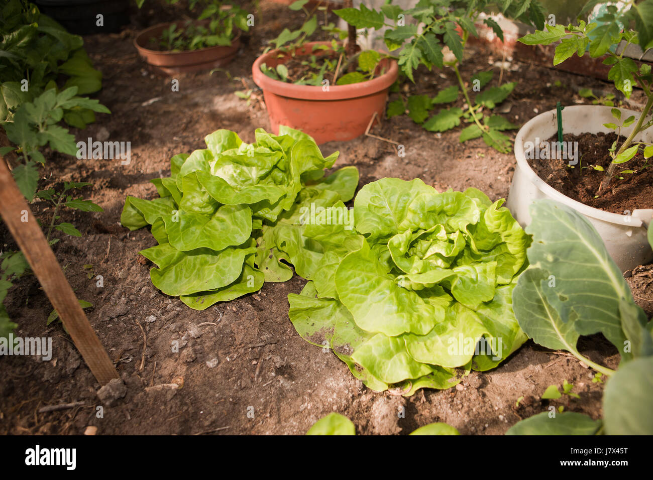 Aliment cibo biologico del conservatorio di ortaggi in serra green-house nutrizione Foto Stock