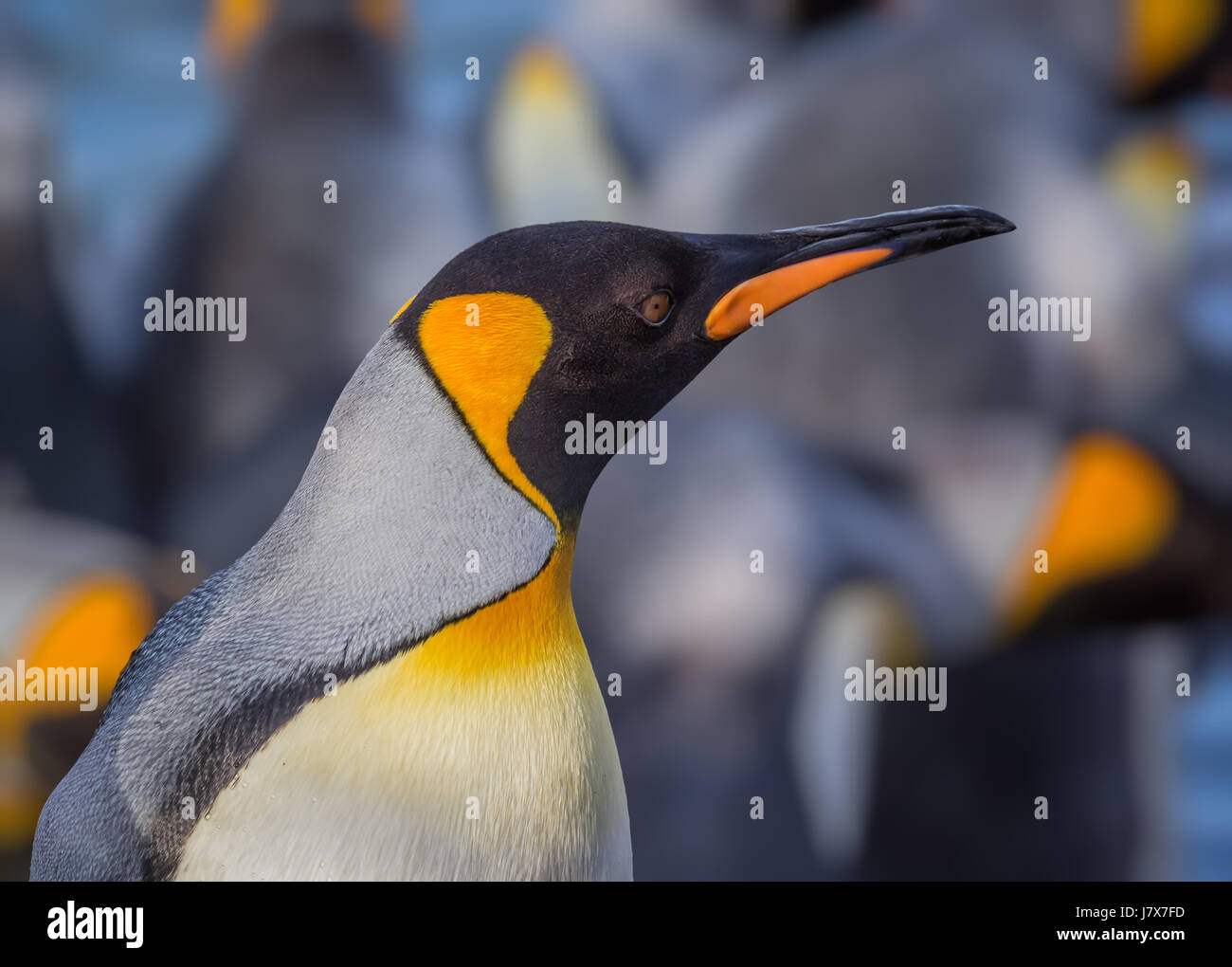 Pinguino reale profilo destro con sfondo sfocato Foto Stock