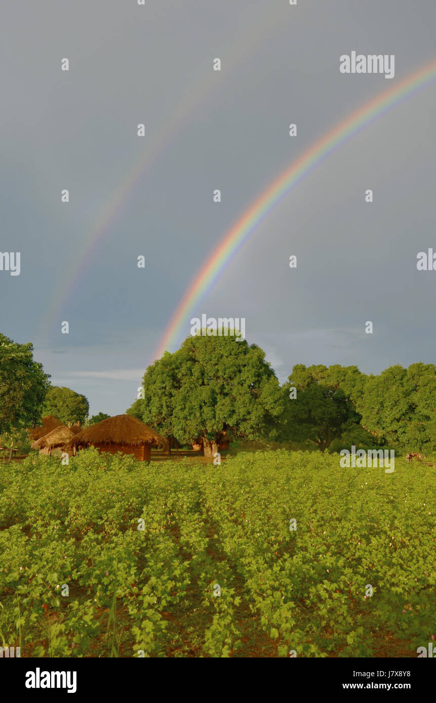 Albero alberi campo africa malawi arcobaleno nuvole pioggia firmamento cielo scenario Foto Stock