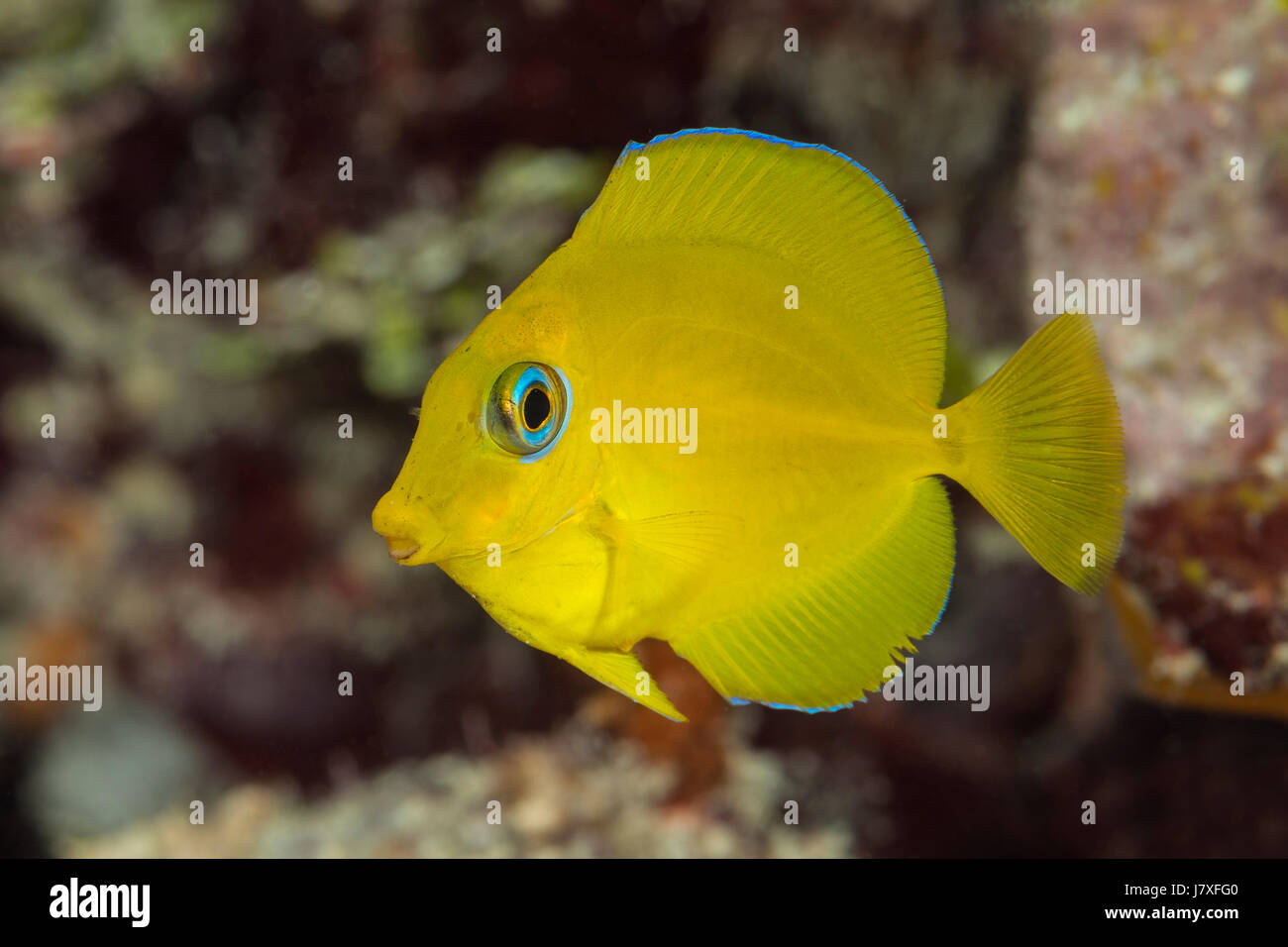 Toppa Ricamata Con Pesce Tropicale Blu E Verde Da Stirare - Foto 9