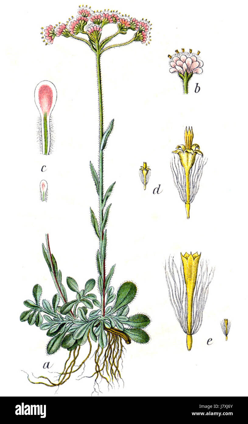 Antennaria dioica, nota anche come pussytoes nani, è una pianta perenne che si trova in Nord America. Questa specie è riconosciuta per i suoi piccoli fiori raggruppati ed è spesso raffigurata in illustrazioni botaniche. Foto Stock